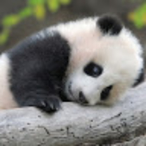 panda0922